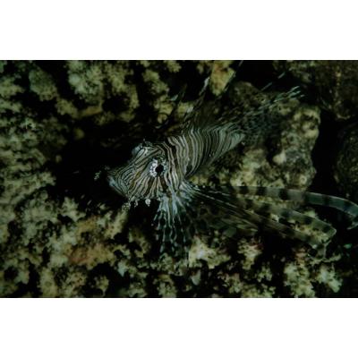 Animals Farming Flowers Misc Local Pets