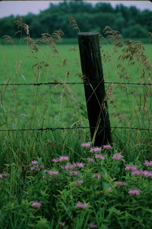 Animals Farming Flowers Misc Local Autumn