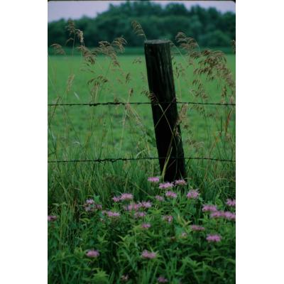 Animals Farming Flowers Misc Local Autumn