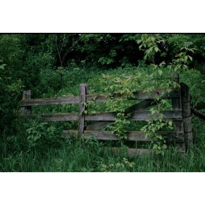 Animals Farming Flowers Misc Local Life in Forest